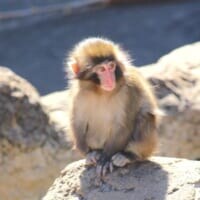 人工哺育ザル、ぬいぐるみを抱えて群れへ　「＃がんばれパンチ」ブームの舞台裏