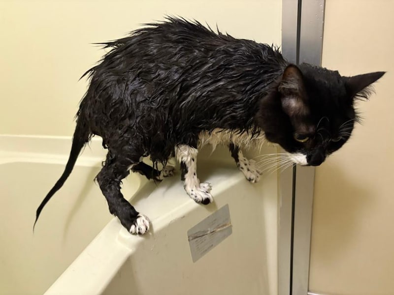 フサフサ猫の「尻尾の実態」 ヒョロヒョロすぎる中身にびっくり