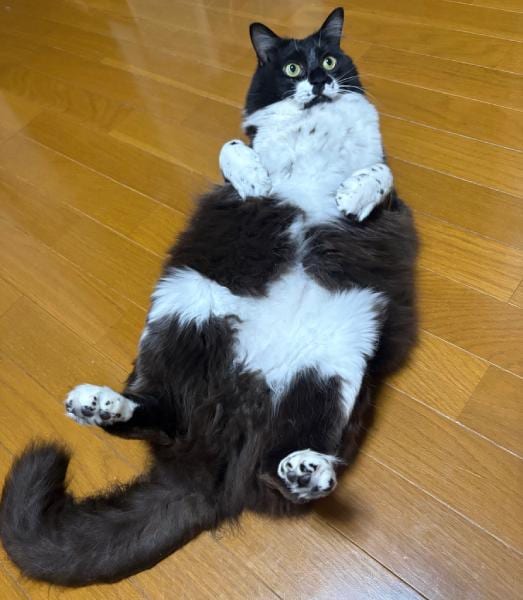 普段の墨くんの姿