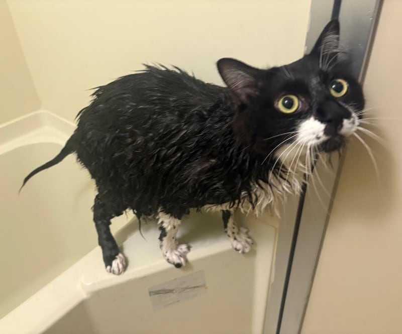 まさか尻尾がここまで小さくなってしまうとは