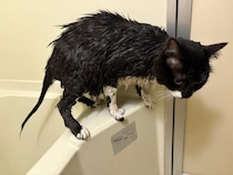 フサフサ猫の「尻尾の実態」　ヒョロヒョロすぎる中身にびっくり