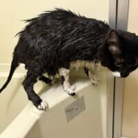 フサフサ猫の「尻尾の実態」　ヒョロヒョロすぎる中身にびっくり