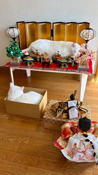 お内裏様とお雛様がまさかの「順番待ち」　ひな壇を占拠して爆睡する白猫ちゃん