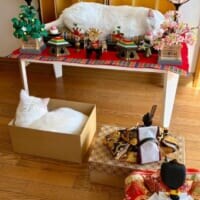 お内裏様とお雛様がまさかの「順番待ち」　ひな壇を占拠して爆睡する白猫ちゃん