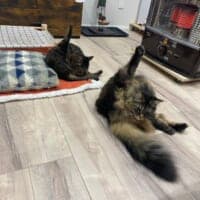 まるで「りくりゅうペア」？息ぴったりに毛づくろいする猫ちゃんズ