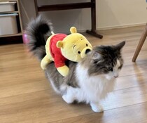 一般家庭に現れた「ねこバス」が話題　乗客は1人、でも手は抜かない……