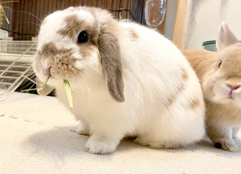 ホーランドロップイヤーのかむくん