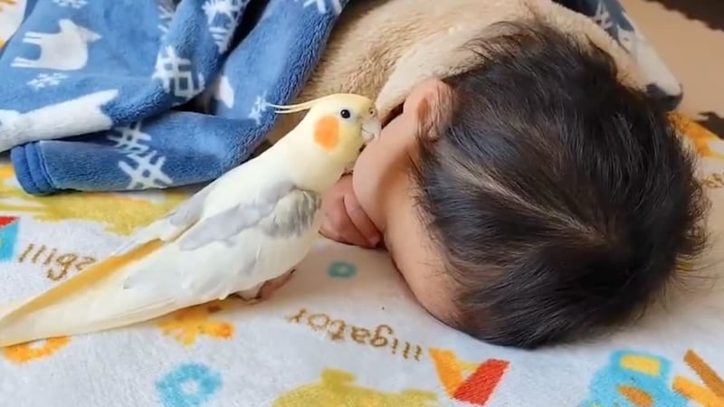 ちょっと外れた音で熱唱 オカメインコが歌う「となりのトトロ」が味わい深い