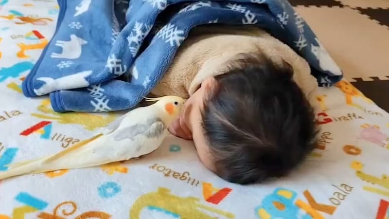 耳元で歌うパスタくん