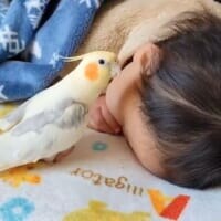 ちょっと外れた音で熱唱　オカメインコが歌う「となりのトトロ」が味わい深い