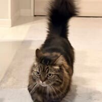 「なんか悪いことしてきた顔」の猫に爆笑　イカ耳×ピン尻尾が語る“現場”の緊迫感