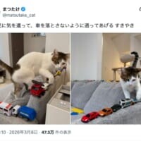 3歳児の“駐車場”を壊さない　猫たちのやさしい気遣いが話題