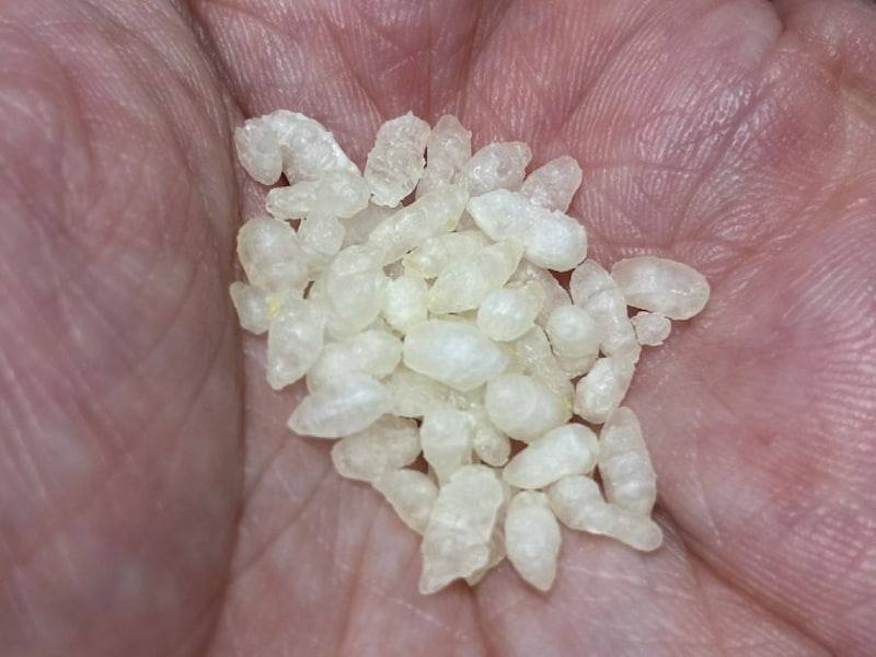 水洗いする前の生米のような状態の米が入っています