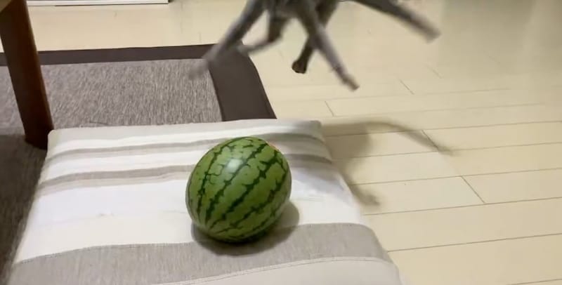 バックステップするとあくん