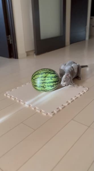 スイカのツルを引っ張るいおくん