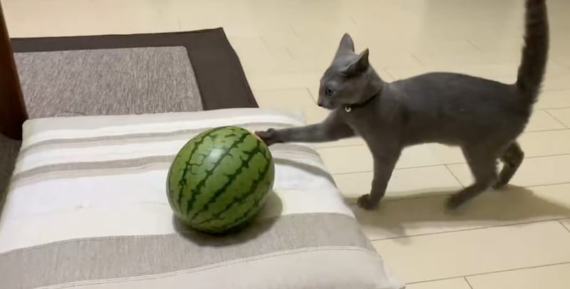 スイカに手を伸ばすとあくん