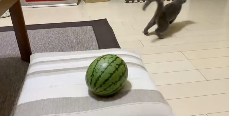 退散するとあくん