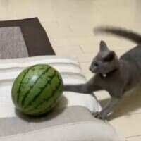 「敵はスイカ」子猫の“慎重すぎる戦い”　ビビりながら挑む姿に反響