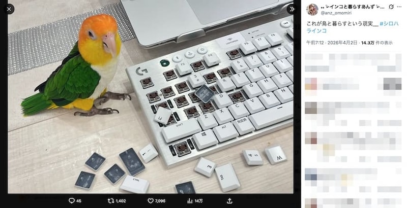 あんずさんの投稿