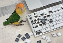 ドヤ顔のキーキャップ外し職人に苦笑　インコと暮らす“現実”が話題に