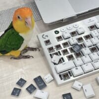 ドヤ顔のキーキャップ外し職人に苦笑　インコと暮らす“現実”が話題に