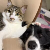 この事件の真相は……とあるお家に暮らす猫と犬“解決編”のような2ショット