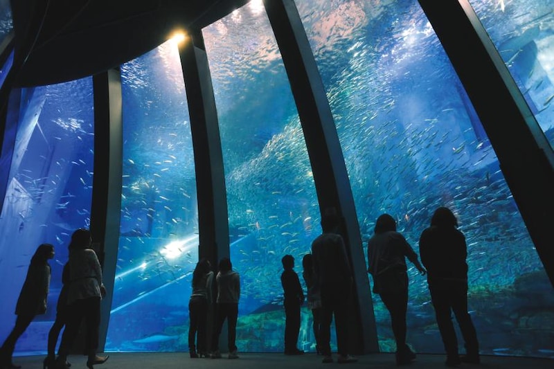 イルカや5万尾のイワシもサンバのリズムで躍動