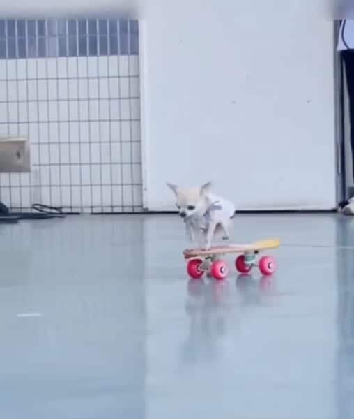 テクニカルにスケボーを乗りこなすパピコちゃん