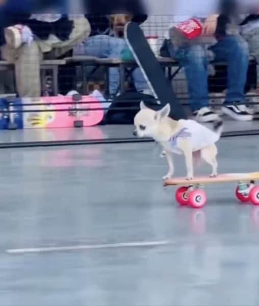 想像以上にうまい　スケボーを乗りこなすチワワが話題