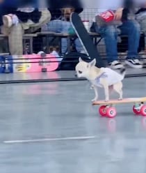 想像以上にうまい　スケボーを乗りこなすチワワが話題