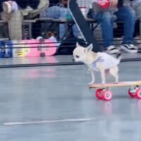 想像以上にうまい　スケボーを乗りこなすチワワが話題