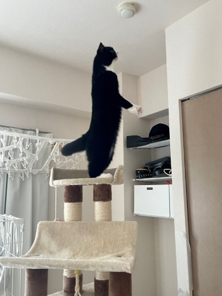 二本足で立つたろうくん