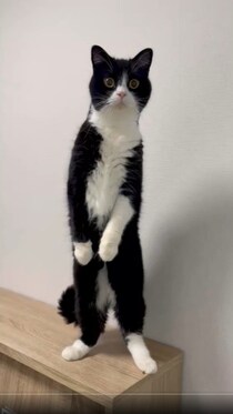 中に人入ってる？猫背の概念を覆す直立キャットにネット騒然