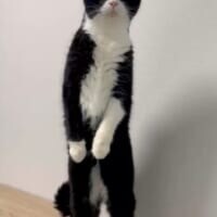 中に人入ってる？猫背の概念を覆す直立キャットにネット騒然