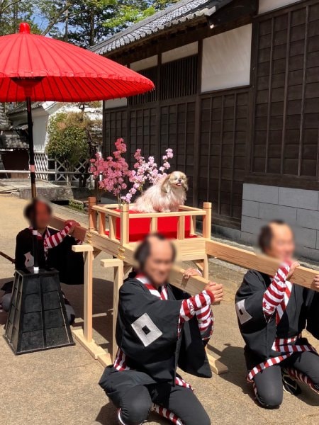 お犬様のおなぁ~りぃ~! 御輿に乗ってご機嫌なシーズー