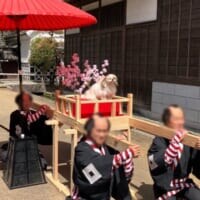 お犬様のおなぁ～りぃ～！　御輿に乗ってご機嫌なシーズー