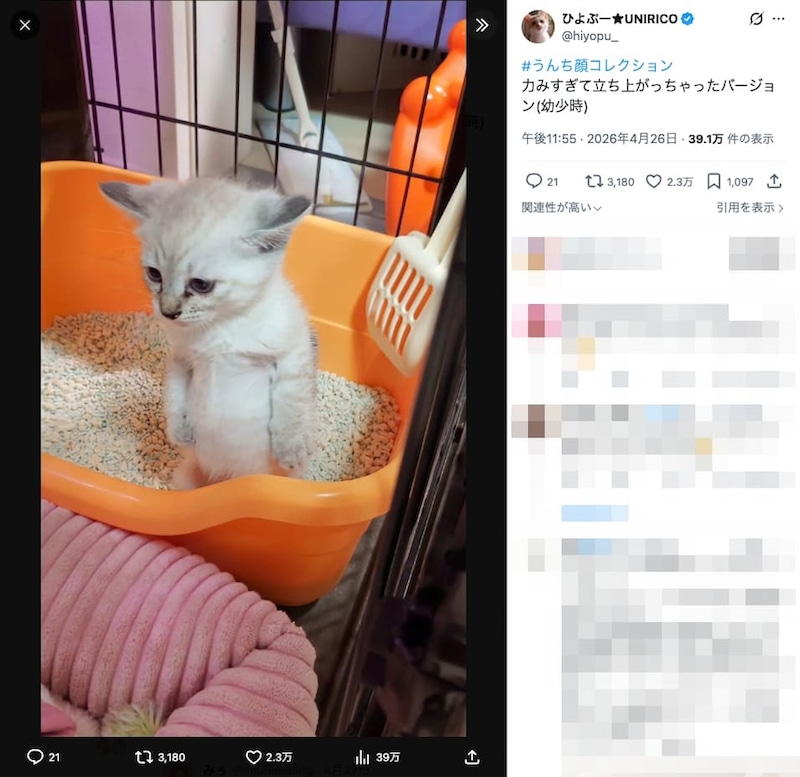 ひよぷーさんの投稿