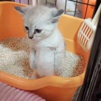 宮本武蔵？ウンチへたっぴ猫、力んだ末に辿り着いたスタイルが話題
