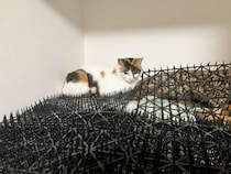 猫避けマット、完全敗北　トゲトゲの隙間でくつろぐ三毛猫に「人類は無力」