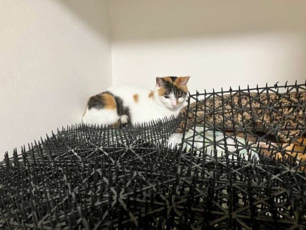 猫避けマット、完全敗北　トゲトゲの隙間でくつろぐ三毛猫に「人類は無力」