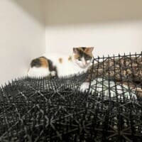 猫避けマット、完全敗北　トゲトゲの隙間でくつろぐ三毛猫に「人類は無力」