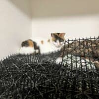 猫避けマット、完全敗北　トゲトゲの隙間でくつろぐ三毛猫に「人類は無力」