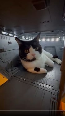 ホワイトベースに“猫艦長”現る　精密模型でくつろぐ姿に「かわいい」と「ヒヤヒヤ」