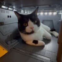 ホワイトベースに“猫艦長”現る　精密模型でくつろぐ姿に「かわいい」と「ヒヤヒヤ」