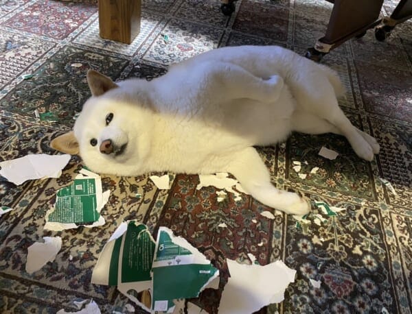 「やってやったぜ」　空箱を粉砕した白柴犬の“ドヤ顔”に3万いいね