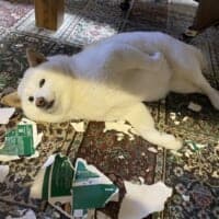 「やってやったぜ」　空箱を粉砕した白柴犬の“ドヤ顔”に3万いいね