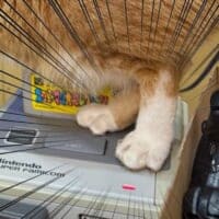 令和に蘇るレトロゲームあるある　スーファミリセット猫にほっこり