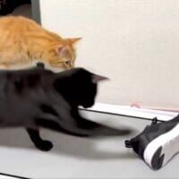 【へっぴり腰ファイト】スニーカーにビビりながら戦い挑む猫がかわいすぎる