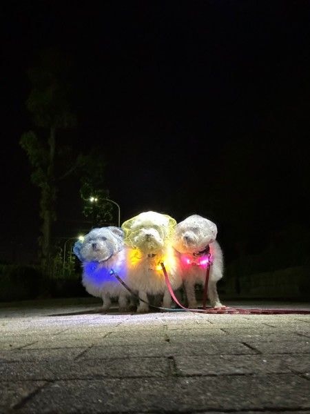 まるアイドル？戦隊ヒーロー？夜道をピカピカ照らして歩く3匹のワンちゃん