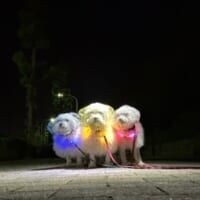 戦隊ヒーロー？アイドル？　光る首輪をつけた犬たちの散歩が話題